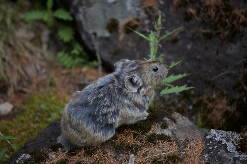 Manchurian Pika (Ochotona mantchurica) — Least Concern Mammalia