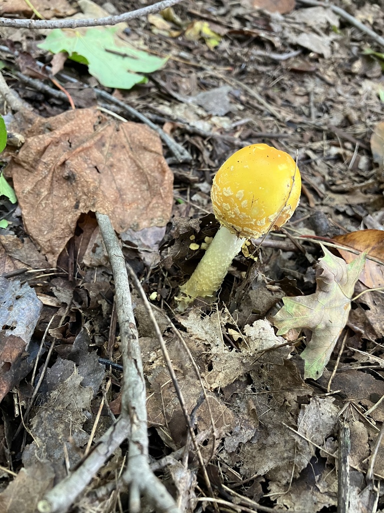 Amanita muscaria<br>27 October, 2024