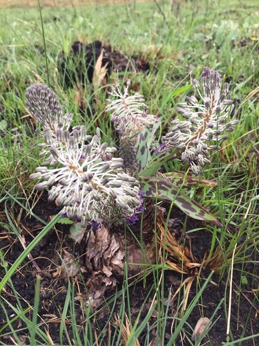 Ledebouria floribunda (Baker) Jessop