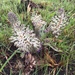Ledebouria floribunda - Photo 由 Tracy Taylor 所上傳的 (c) Tracy Taylor，保留所有權利