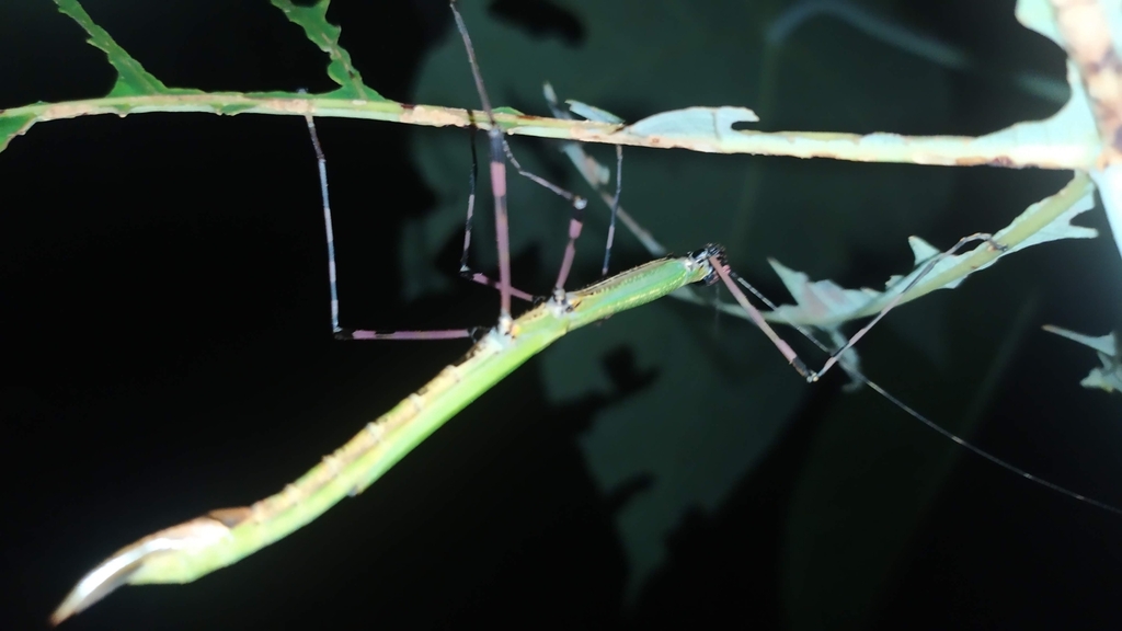 Hemiplasta mustea from Wisata LASA on January 21, 2021 at 12:00 PM by ...