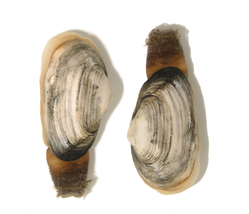 Soft-shelled Clam