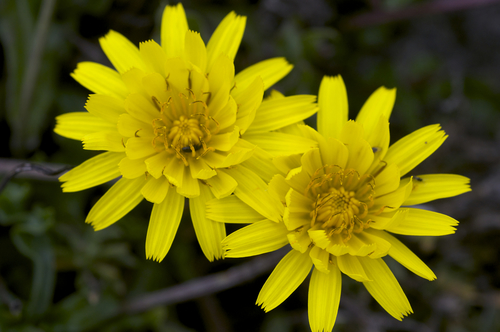 Agoseris apargioides var. eastwoodiae