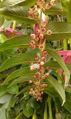 Phyllanthus salviifolius image