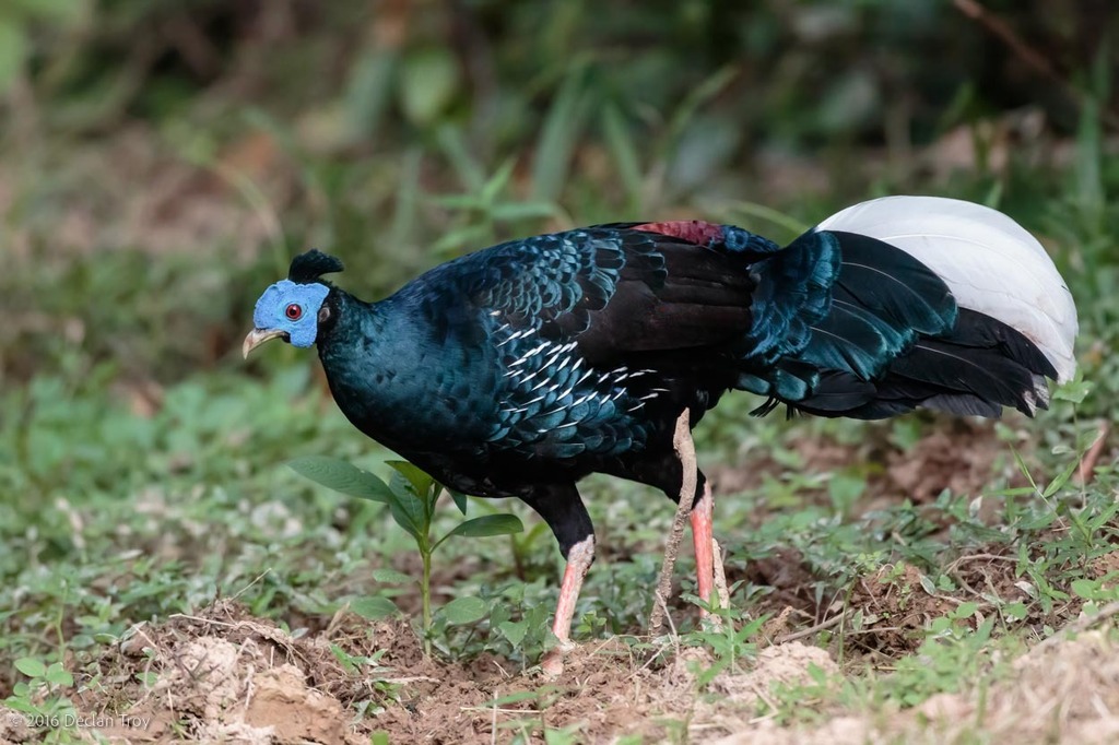 Malayan Crested Fireback photo