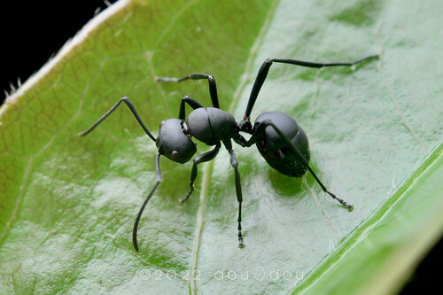 Polyrhachis vitalisi