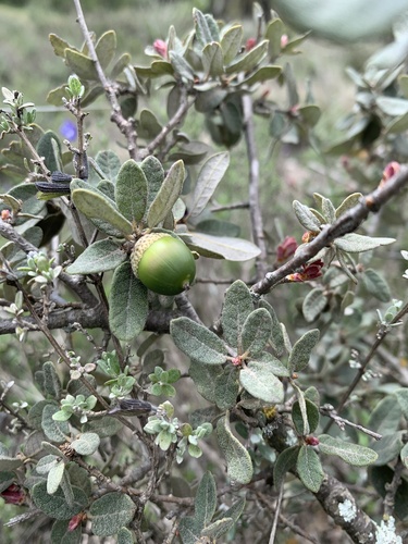 Littleleaf Oak