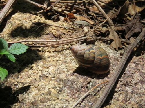 Orthalicus ponderosus