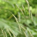 Hairy Woodland Brome - Photo (c) Suzette Rogers, all rights reserved