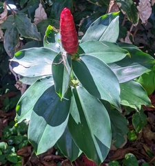Costus woodsonii image