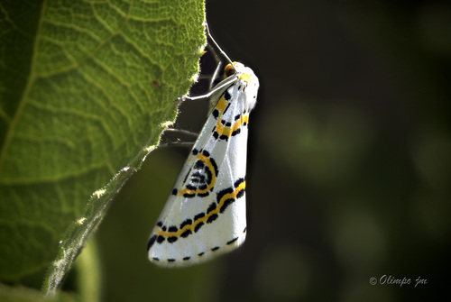 Philtraea mexicana
