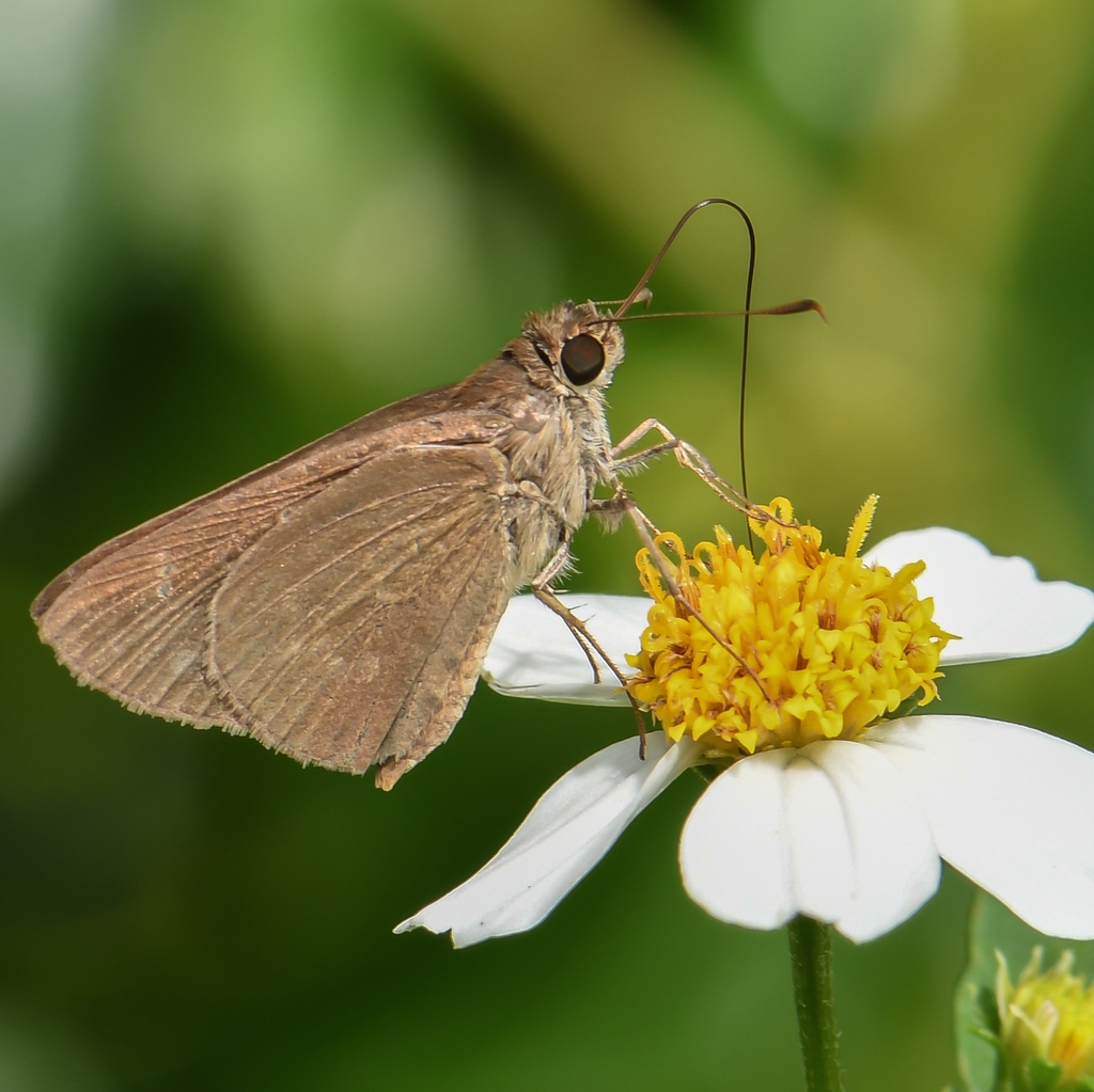 Threespotted Skipper from Kendall Indian Hammocks Park on October 01