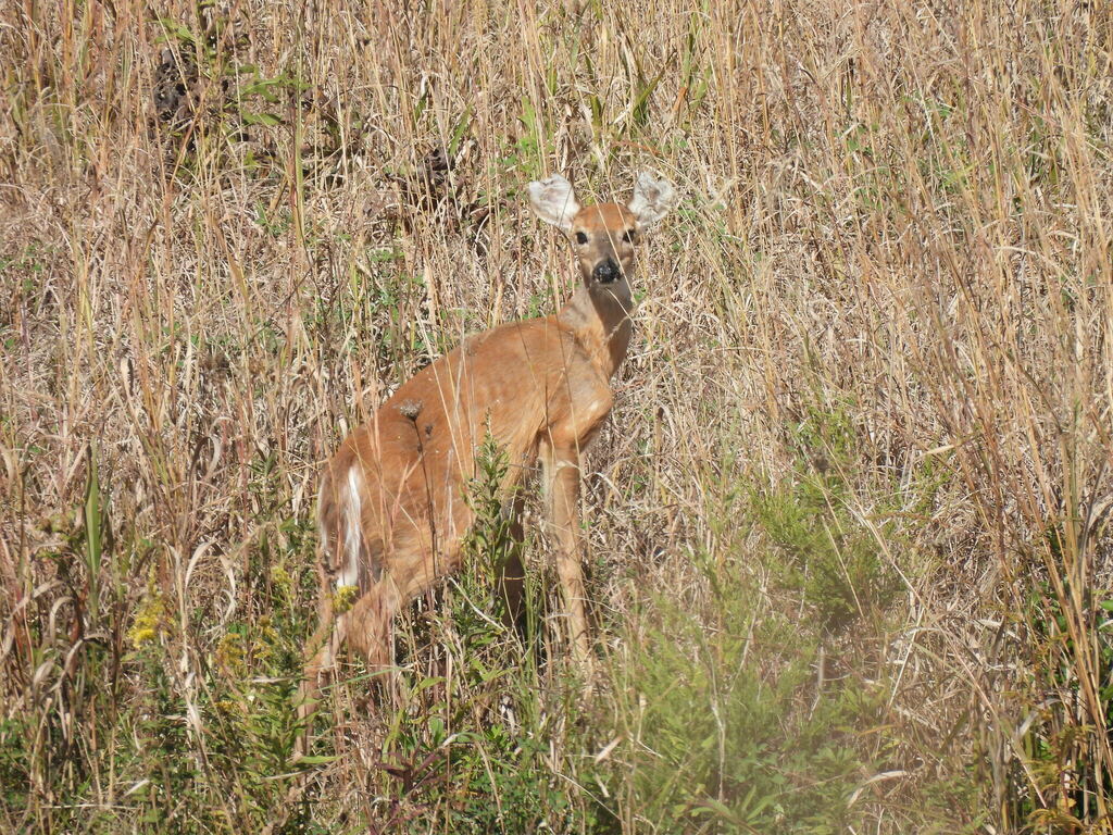 Whitetailed Deer from Hamilton County, OH, USA on October 1, 2022 at