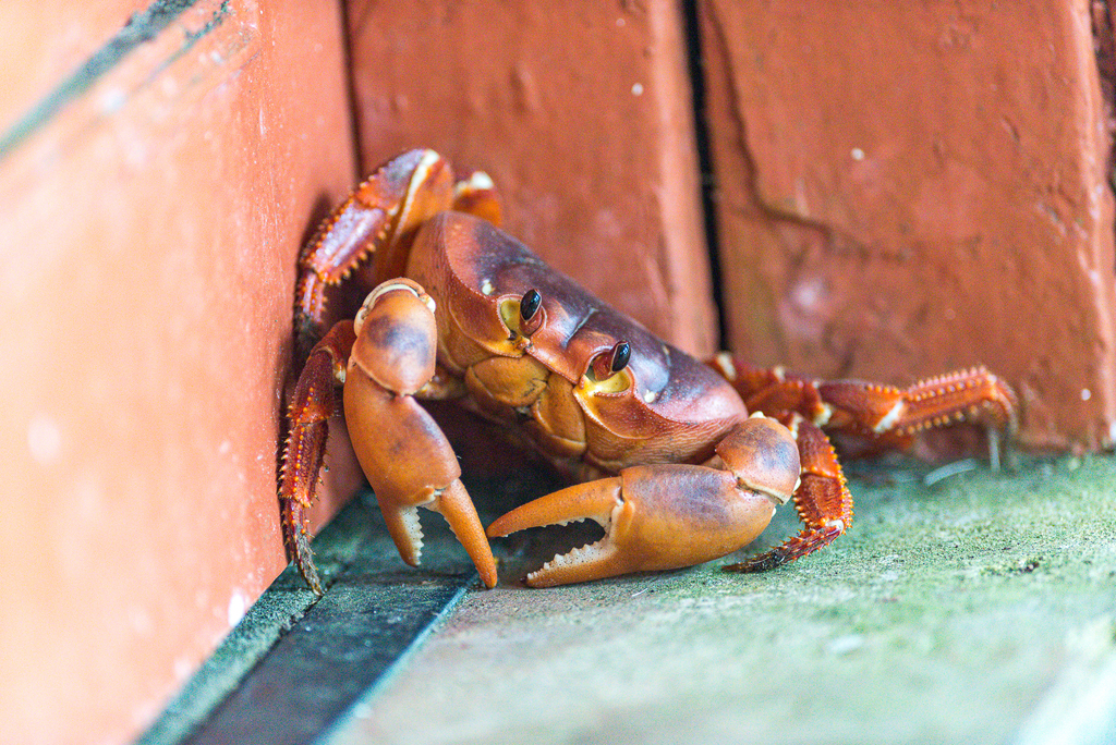 Johngarthia lagostoma
