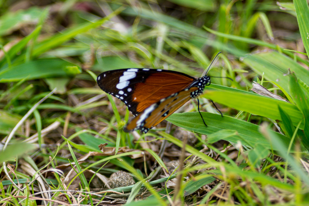 끝검은왕나비 from Ascension, ASCN 1ZZ, St. Helena on 2015년... by ToutTerrain · iNaturalist 끝검은왕나비 (Danaus chrysippus)