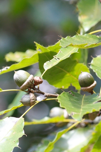 xalapa oak