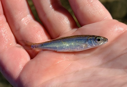 Duskystripe Shiner