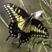 Desert Black Swallowtail - Photo (c) Robert Siegel, all rights reserved, uploaded by Robert Siegel