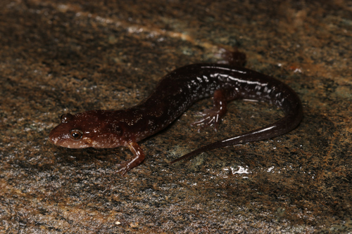 Chattooga Dusky Salamander
