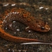Chattooga Dusky Salamander - Photo (c) captainjack0000, all rights reserved, uploaded by captainjack0000