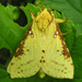 Willow Ghost Moth - Photo (c) bev wigney, all rights reserved, uploaded by bev wigney