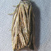 Striated Tortrix Moth - Photo (c) bev wigney, all rights reserved, uploaded by bev wigney