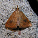 Mint Root Borer Moth - Photo (c) bev wigney, all rights reserved, uploaded by bev wigney