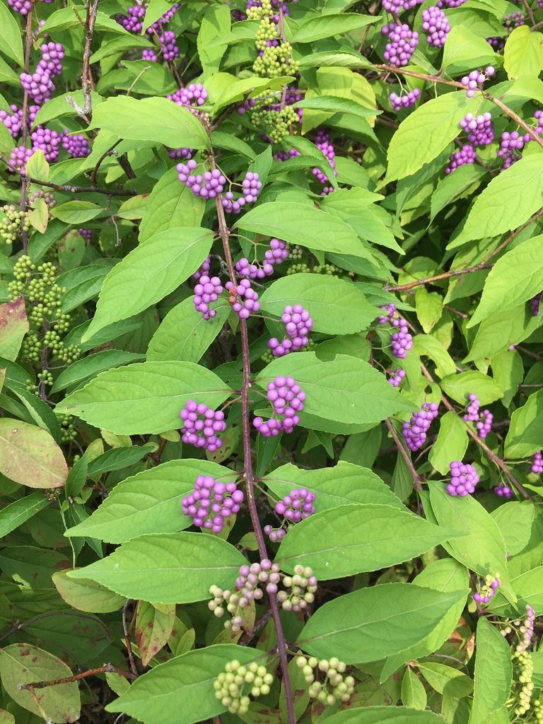 Callicarpa dichotoma — an easy houseplant, prefers full sun light
