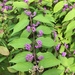 Purple Beautyberry - Photo (c) maggiemassey, all rights reserved