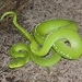 綠樹蟒 - Photo 由 Scott Baker 所上傳的 (c) Scott Baker，保留所有權利