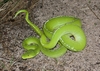 Southern Green Python - Photo (c) Scott Baker, all rights reserved, uploaded by Scott Baker