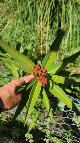 iNaturalist observation photo of tropical milkweed