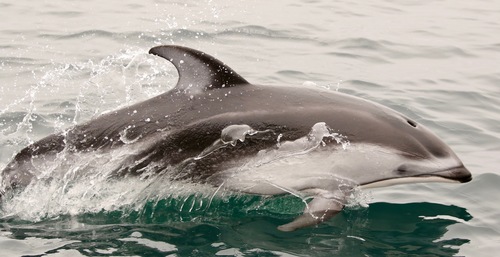 Pacific White-sided Dolphin