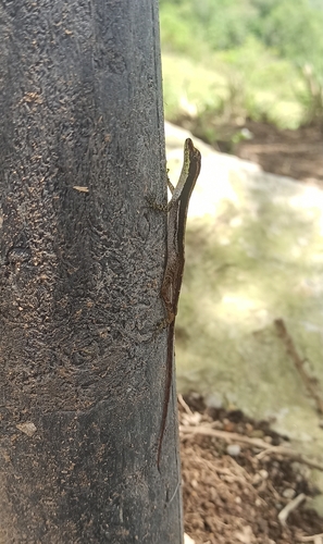Granular Anole