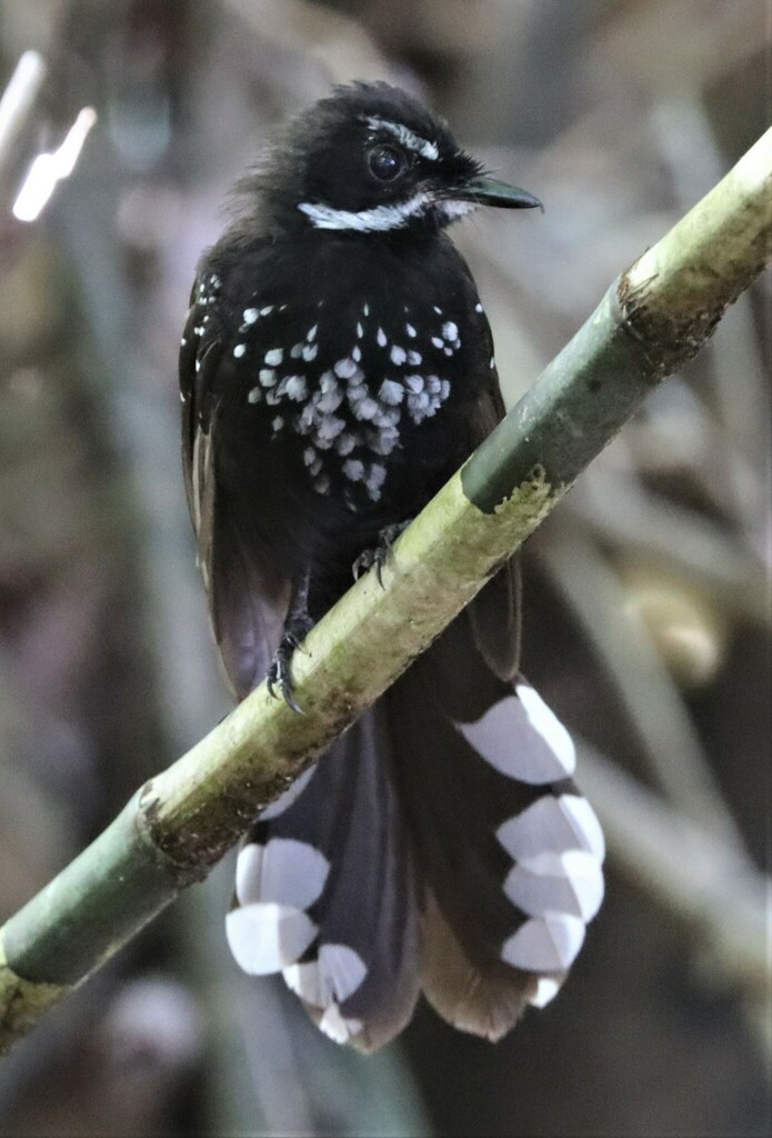 Black Thicket-Fantail photo