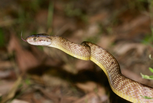 Brown Tree Snake sighting
