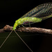 Ceraeochrysa - Photo (c) Vinícius Rodrigues de Souza, כל הזכויות שמורות, הועלה על ידי Vinícius Rodrigues de Souza