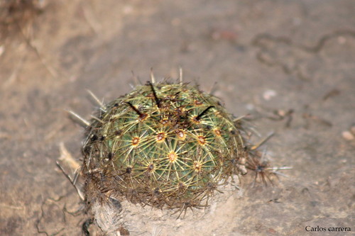 Coryphantha delicata