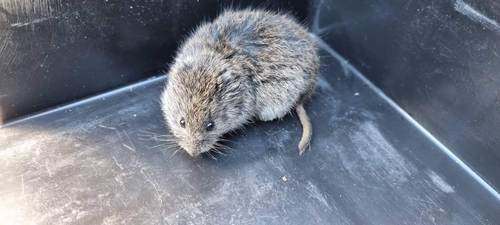 Narrow-headed Vole (Stenocranius gregalis) — Data Deficient Mammalia