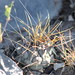 Thelocactus rinconensis phymatothele - Photo (c) Carlos Enrique carrera Treviño, all rights reserved, uploaded by Carlos Enrique carrera Treviño