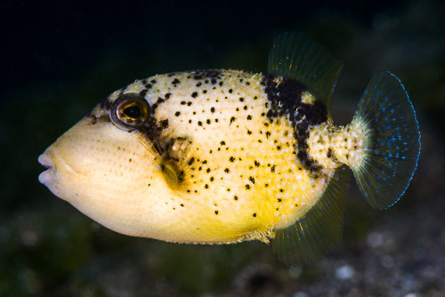 Titan Triggerfish