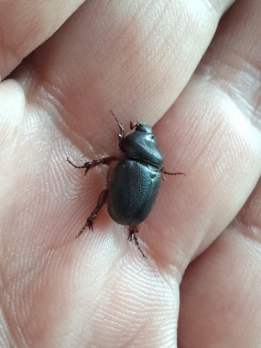 Neocnecus