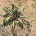 Ravenea madagascariensis - Photo (c) Len deBeer, all rights reserved, uploaded by Len deBeer