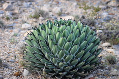Agave nickelsiae · iNaturalist