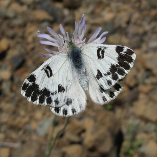 Lesser Bath White