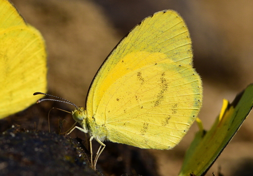 Broad-bordered Grass Yellow