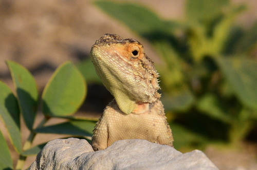 Ground Agama