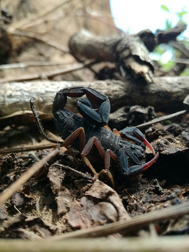 Centruroides tapachulaensis