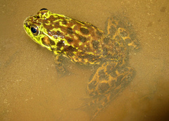 Mink Frog photo 3