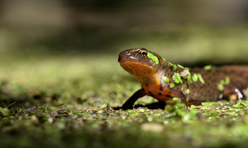 Bosca's newt